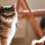 Традиционные игровые принципы в слот-игре Dog House Megaways