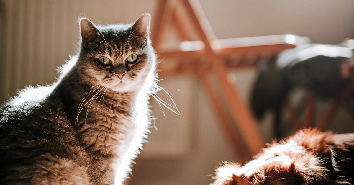 Традиционные игровые принципы в слот-игре Dog House Megaways