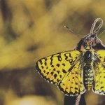 Классический игровой автомат Wild West Gold с символами Дикого Запада