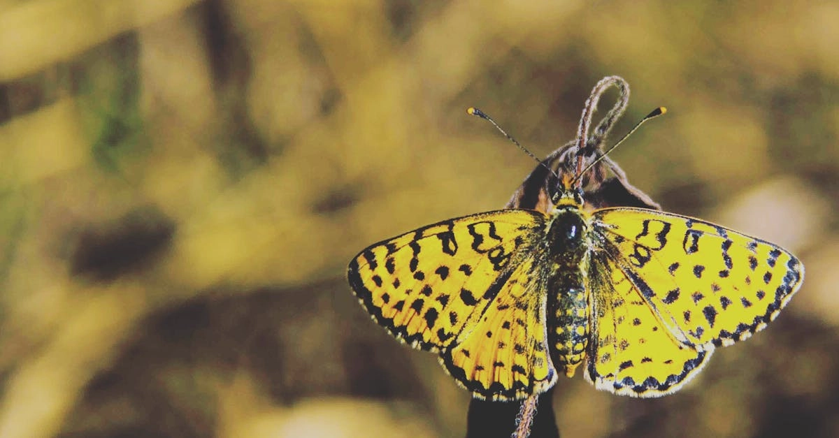 Классический игровой автомат Wild West Gold с символами Дикого Запада